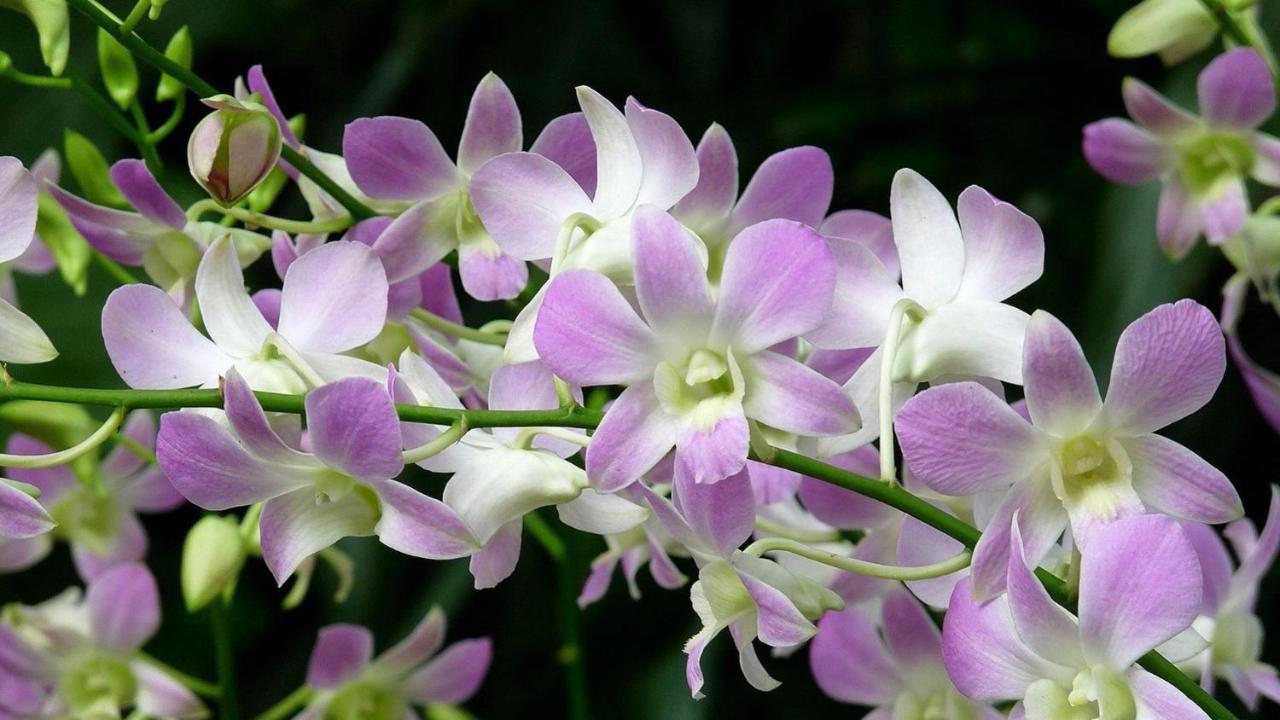 Hostel Orchid Haven Cameron Highlands Exteriér fotografie